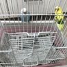 セキセイインコです サムネイル2
