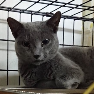 ロシアンブルーの男の子6才