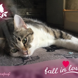 可愛いお顔のキジ白の女の子♪