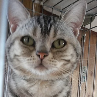 アメショーの男の子