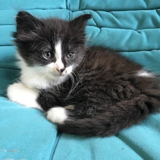 ふわふわのタキシード猫ちゃん