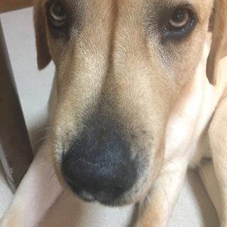 とても人懐っこいです。