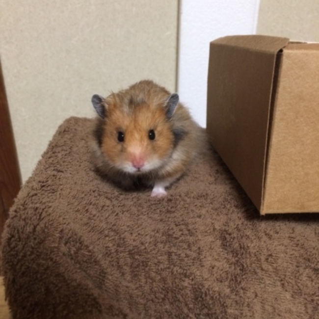 ケコポのカバー写真