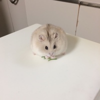 波無須田 カムイ