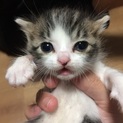 子猫保護しました！