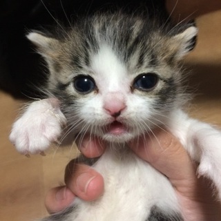 子猫保護しました！