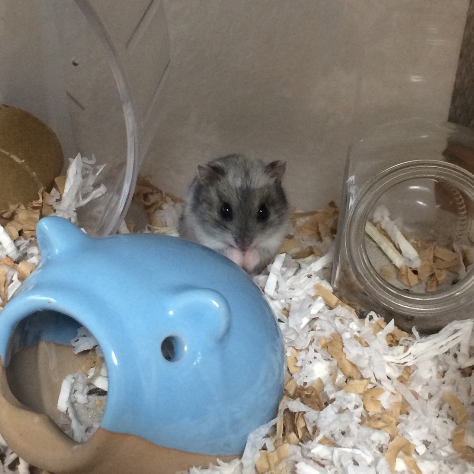 葉武川 硯のカバー写真