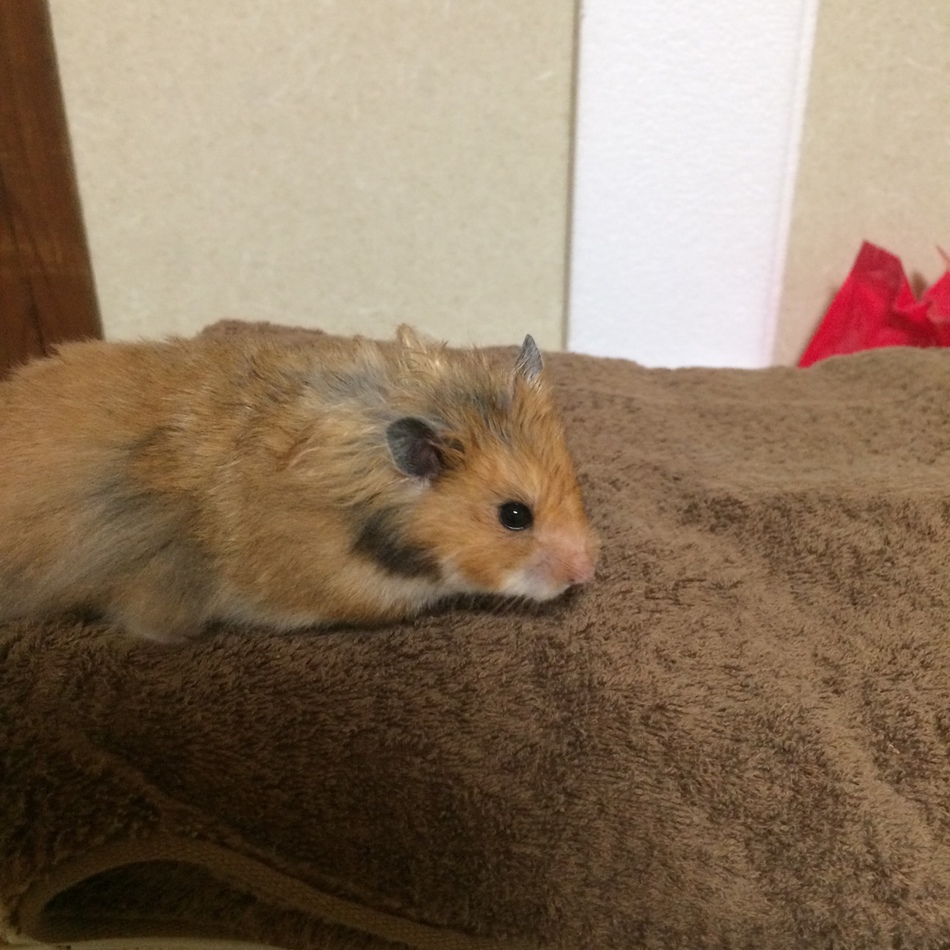 羽村 ねんねんのカバー写真