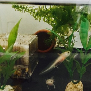 ウーパールーパーの里親さん募集中【一時応募締めき】