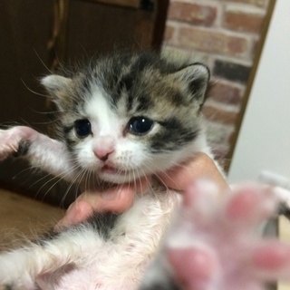 猫を保護しました。