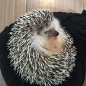 ハリネズミの男の子