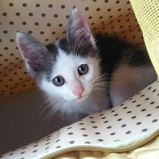 2ヶ月齢の男の子