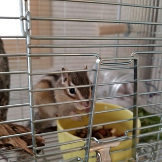 とても素敵な家族のお家の子になりました(^-^)