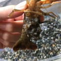 ザリガニの赤ちゃんです。まだ30匹以上います。