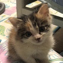子猫、生後1ヶ月ちょっと。三毛猫とサビ猫です