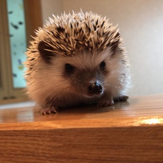 ハリネズミ里親募集