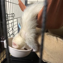 「３匹の流行り？」サムネイル2