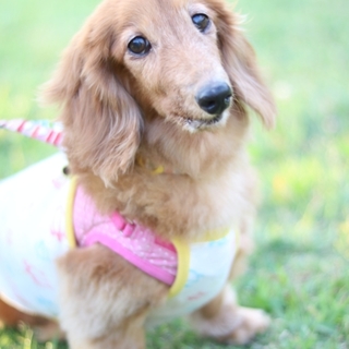 Mダックス　推定10歳　仮名☆里（さと）