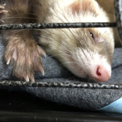 「３匹の流行り？」サムネイル3