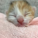生後間もない子猫です