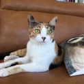 性格良すぎ！三毛猫かのこちゃん