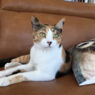 性格良すぎ！三毛猫かのこちゃん