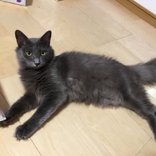 お外でボロボロで頑張って生きてきた夢ちゃん