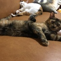 人好き猫好き可愛いサビの女の子です