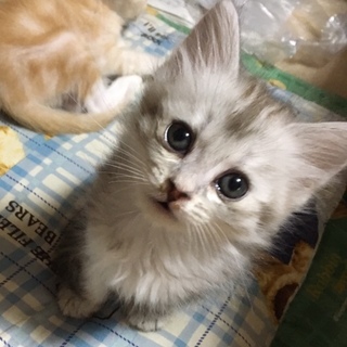 黒猫♀、ふわふわグレー♂♀、クリームアメショ♂