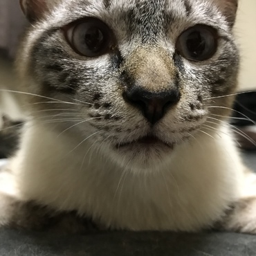 ただの白熊やん。