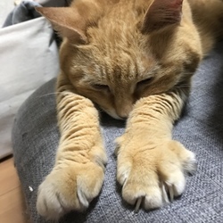 ブラッシング〜(ゴロゴロ)