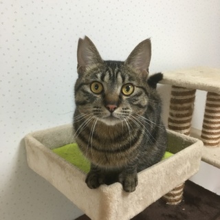 少しシャイな5キロ超のキジ猫 オスあきら