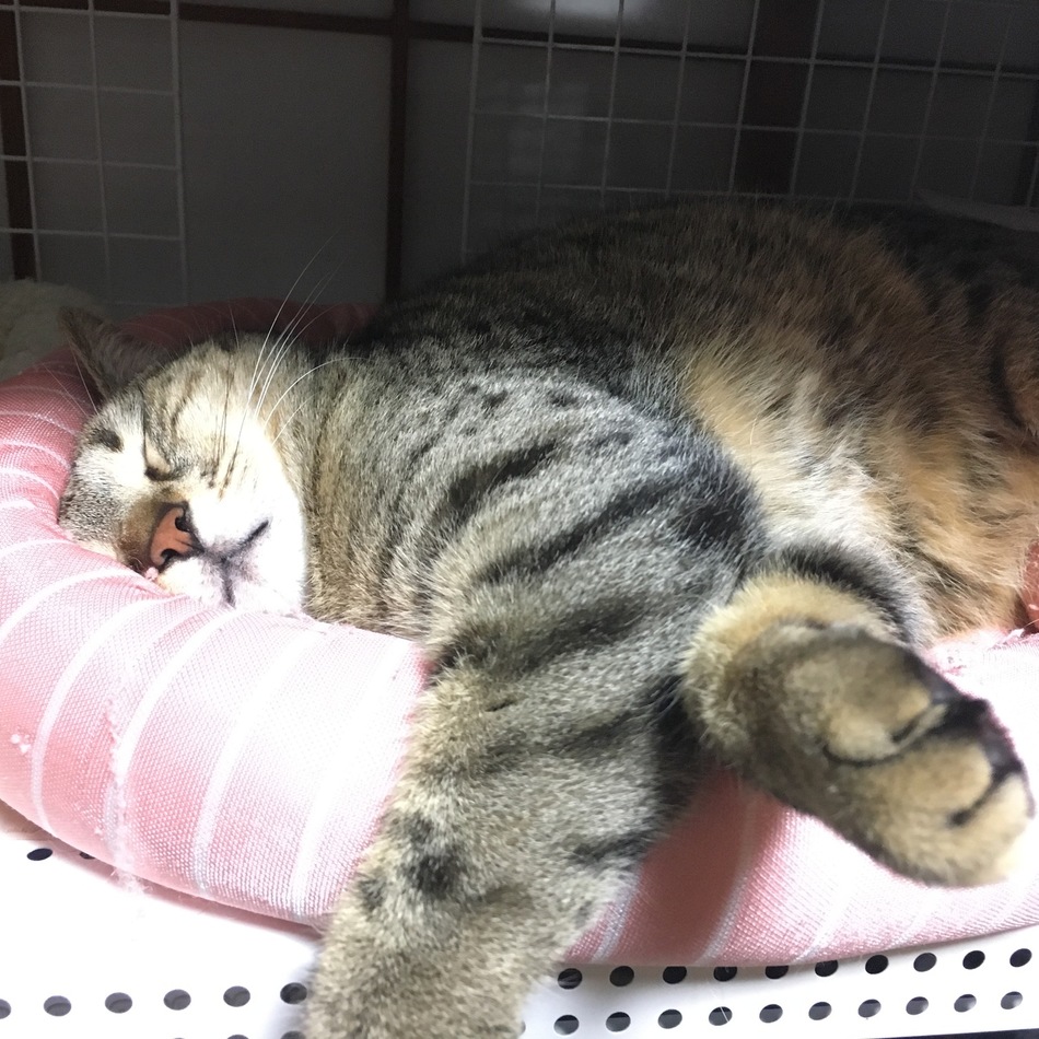 うずらのカバー写真