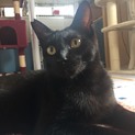 ☆黒猫のベイくん♂☆