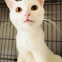 穏やかで飼いやすいまっしろさん