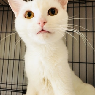 穏やかで飼いやすいまっしろさん