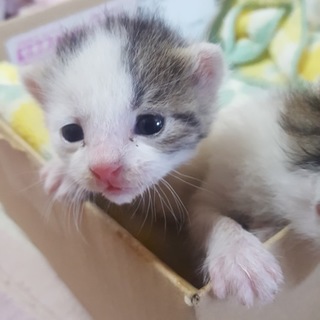 里親orミルクボランティアさん急募【右】