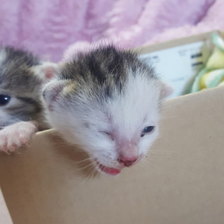 里親orミルクボランティアさん急募【左】