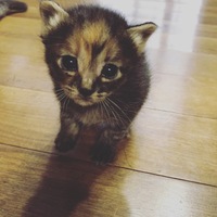 もこ