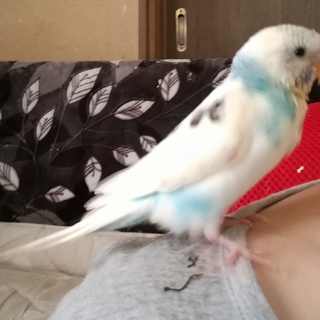 訳あり、せきせいいんこの幼鳥です