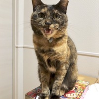 あんこ