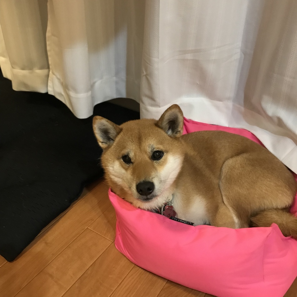 りんのカバー写真