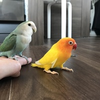 みかん