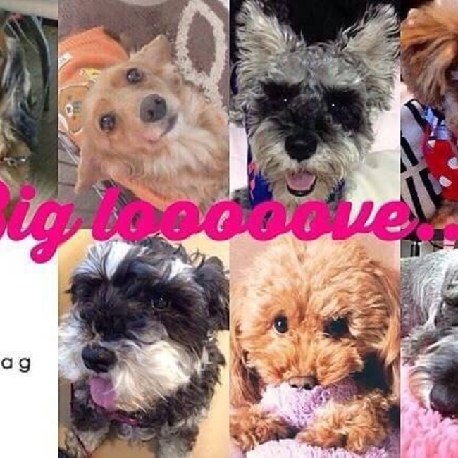 Clarionのカバー写真