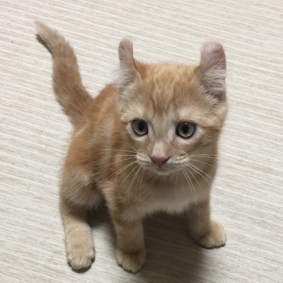 麦太郎のカバー写真