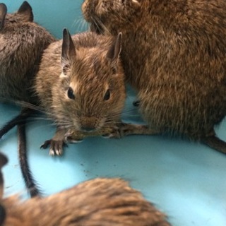 デグーベビー（現在交渉中）