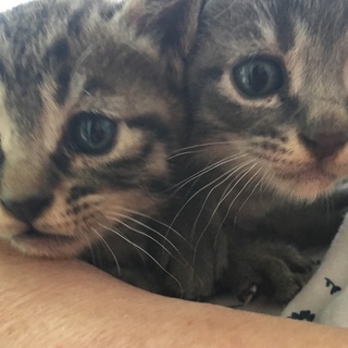 子猫ちゃん里親募集♡
