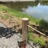 初観光！平等院鳳凰堂はふつーににゃんこ入れました。