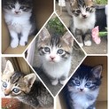 ⭐️交渉中につき一時募集を締め切ります⭐️