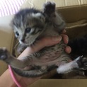 急募 3匹のキジ猫ちゃん達